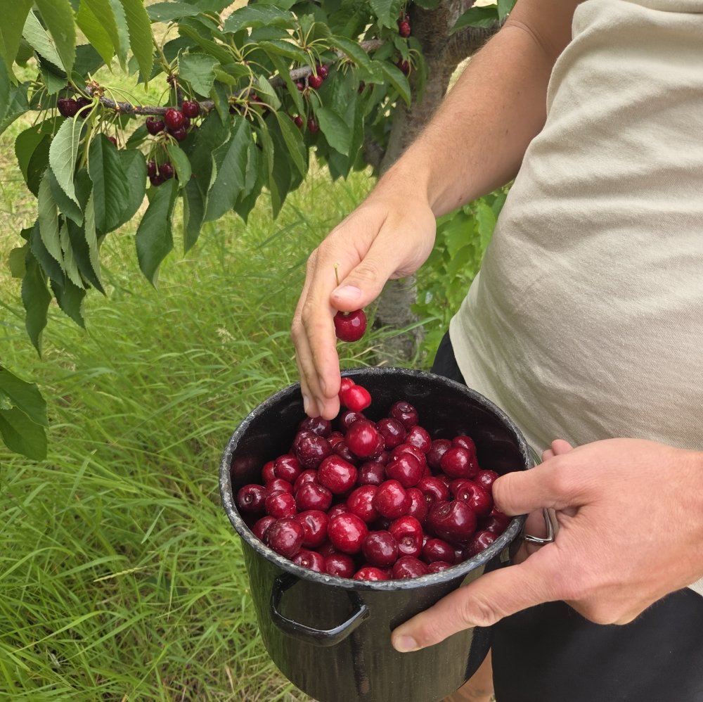 some good ice cream made with fresh picked cherries